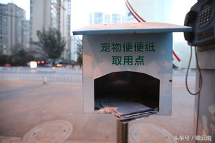 宠物提箱设计方案[宠物提箱设计方案怎么写]