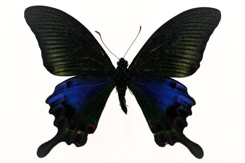 butterfly,butterfly中文谐音唱法