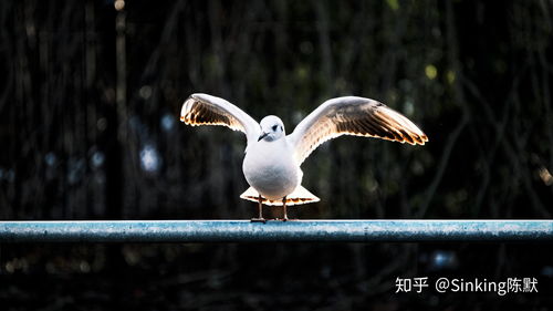 二手尼康d800为什么这么便宜,尼康d80二手相机价格