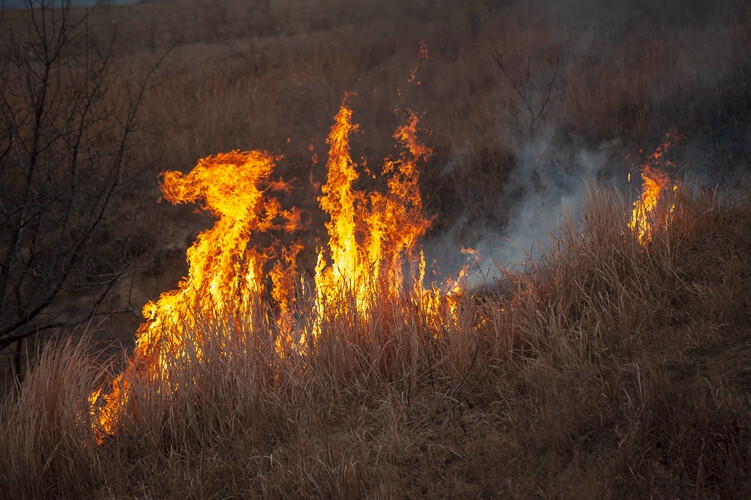 野火烧不尽春风吹又生的意思,野火烧不尽春风吹又生的意思解释