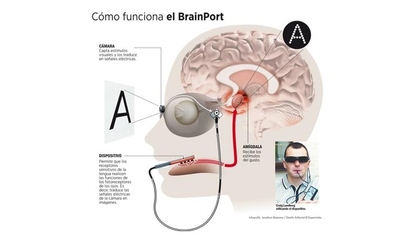 brain,brain翻译