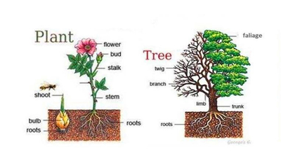 plant,plant翻译