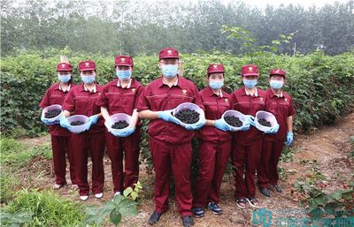 黑莓的种植方法和技术,黑莓的种植方法和技术有哪些