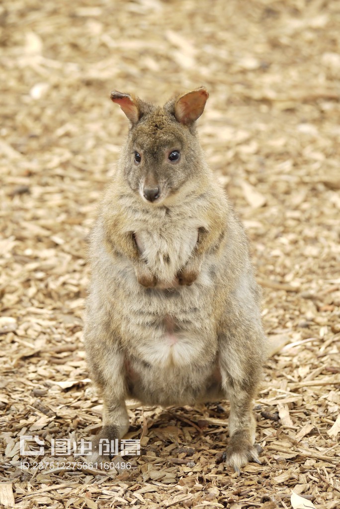 kangaroo,kangaroo复数为什么不加es
