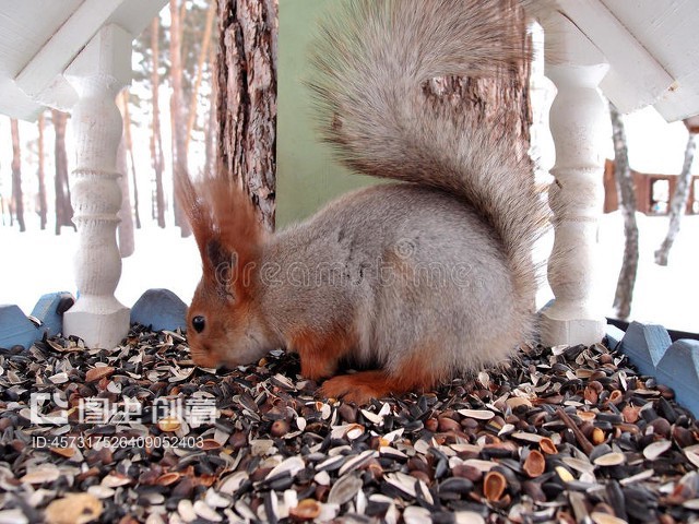 squirrel,squirrel读音发音