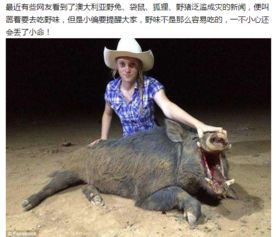每头野猪悬赏2400，一夜捕获13头的狩猎故事