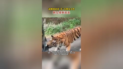 惊险瞬间，动物园老虎意外压住观光大巴，群众惊叫连连
