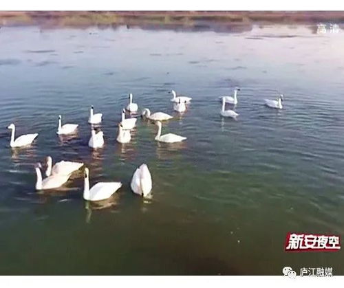 湖南沅江惊现世界极危物种，生态保护的里程碑