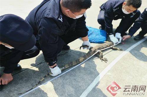 活体蛇走私案曝光，2人被刑拘，法律严惩走私犯罪