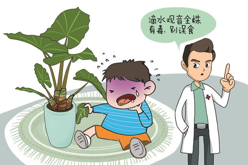医生回应，男孩错把滴水观音当芋头，警惕植物误食风险