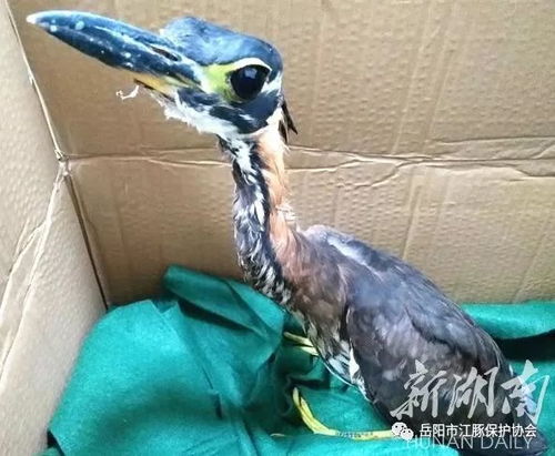 哀牢山惊现世界上最神秘的鸟