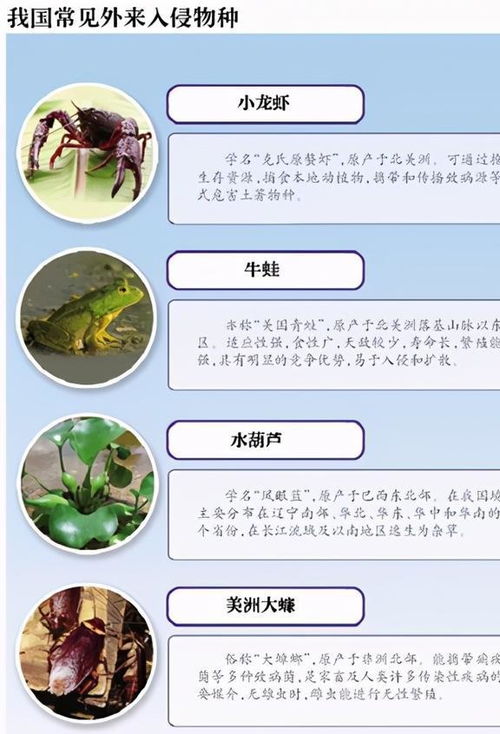 四川自贡观测到恶性外来入侵物种，生态威胁与应对策略