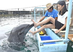 日本男子遭遇性受挫海豚袭击事件，海洋生物的神秘世界