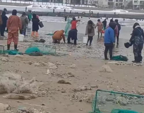 山东打捞海肠溺水事件，真相揭秘，谣言止步