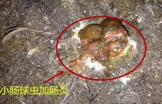 加沙一袋生了虫的面粉，贫困与高价的双重困境