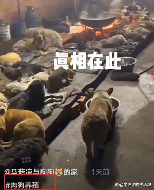 千万粉丝网红遭遇虐狗举报风波，暂时停播引发社会关注