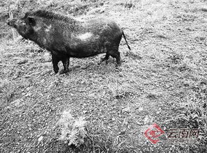 野猪泛滥成灾，全国26省受害，多地启动赏金猎捕行动