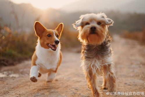 狗之怒，当主人疏忽时，忠诚与误解的碰撞