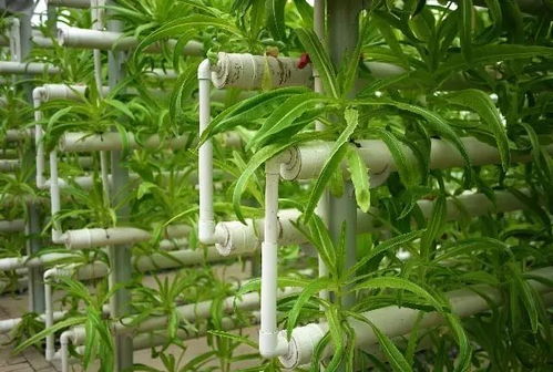 共享菜园经营主，百亩土地年年爆满的秘诀
