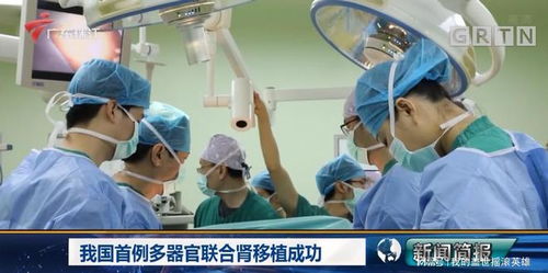 中国医学突破，猪肾与肝移植人体成功案例