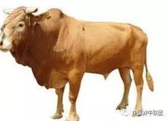 全球牛肉市场牛市行情未来可期