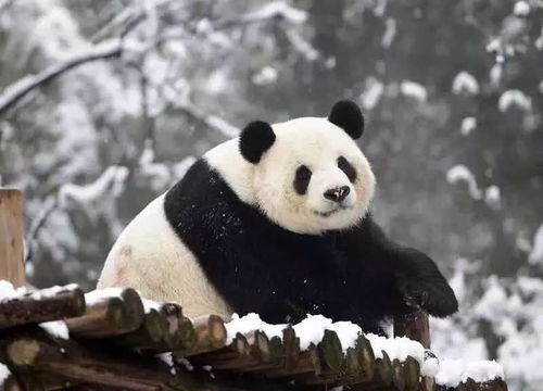 雪舞东北，虎影下的滑行艺术