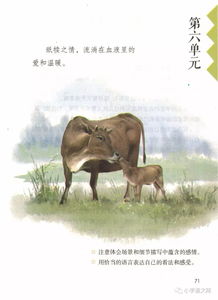 俄罗斯情深赠山羊，中朝友谊再添新篇章