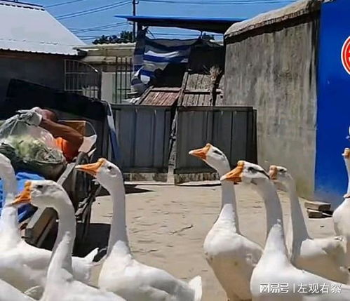 坚韧不拔的生命力，男子患病躺板车30年，靠养鹅养活自己的人生故事