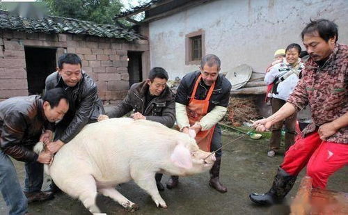 主人杀年猪，狗狗偷食猪肉终成悲剧