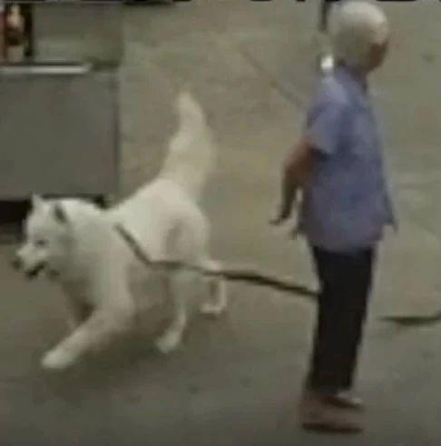 悲剧的背后，主人未牵狗绳致路人意外身亡