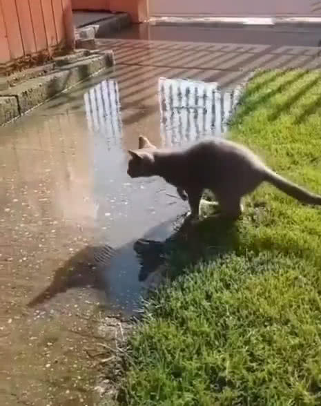 佛山近百只猫水塘溺亡事件，悲剧背后的反思