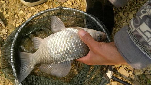 男子钓获巨型鳡鱼，56斤重绕城炫耀，五小时的荣耀时刻