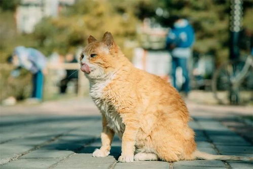小猫的活力启示，气血不足的人如何借鉴与学习