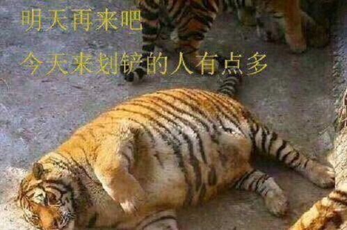 南方小土豆的力量——东北虎的行走挑战