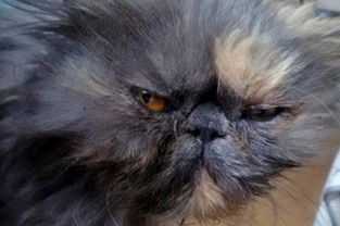 惊险的意外，猫在洗衣机里被洗了2分钟