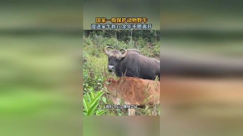 野牛误入家牛群，和谐共处十余载