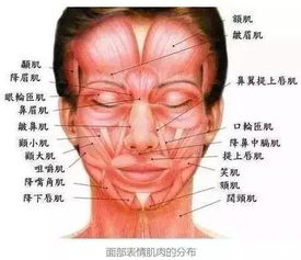 从儿子的眼神中读懂答案——如何通过观察爸爸的面部表情判断做题对错