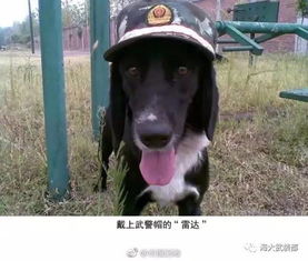 警犬英雄的坚守——云南一警犬连续四周被基地通报的背后故事