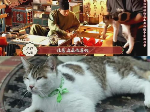 国色芳华——璀璨之美，连狗都未曾敷衍我们