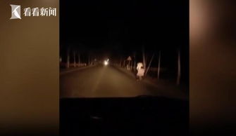 温暖的路灯，女生凌晨摸黑走山路，好心人捎回城