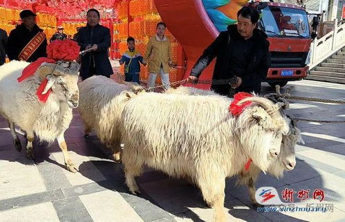三只羊复播，自营品独领风骚