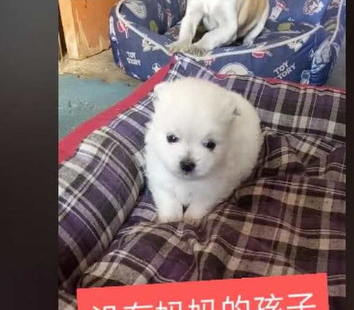 狗妈妈与冻僵小狗的求救之旅