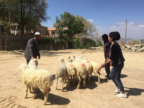 无人机助力村民找回走失羊群，16只羊失而复得，共找回18只