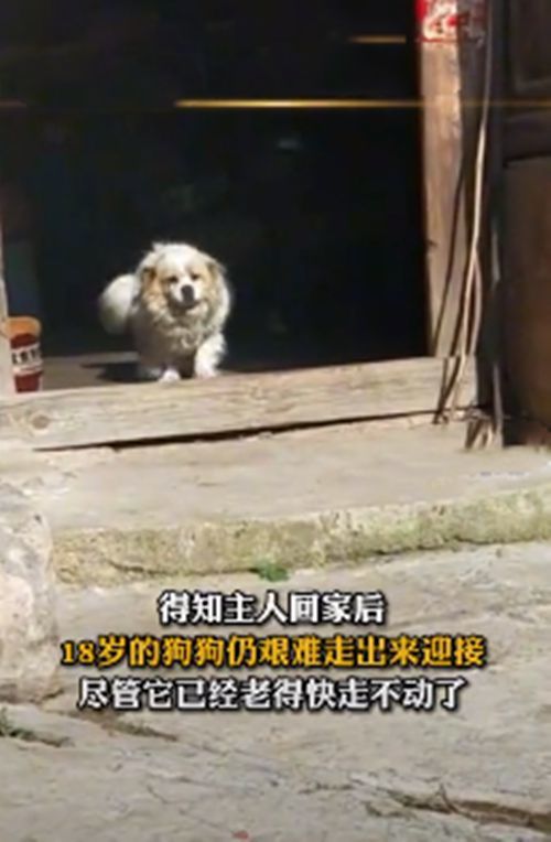 城里狗子回老家惊魂记，被鞭炮吓得要开车走