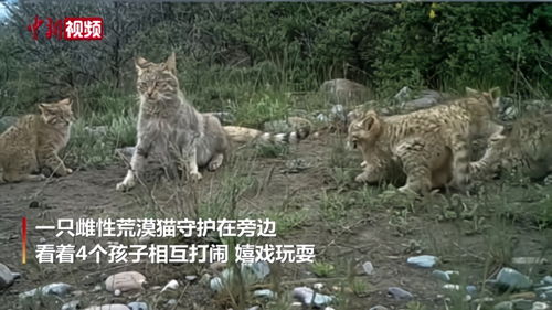 甘肃罕见发现，16只豺同框画面震撼人心