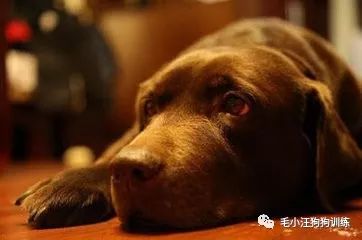 狗子怕累，一家人的别样旅行