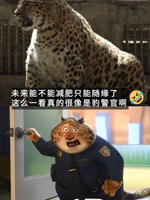 网红豹警官的新伙伴
