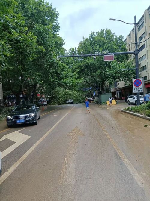 河北一道路现方形绿化树 当地回应