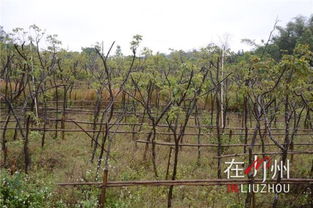 超1500年银杏树被吹倒后已扶正