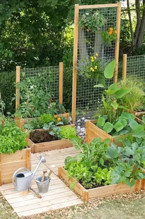 花式菜园设计效果图 花式菜园设计效果图片大全 